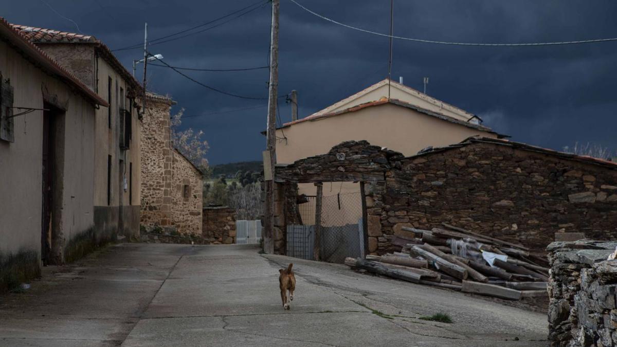 Un perro pasea por las calles de un pueblo vacío en Zamora. |