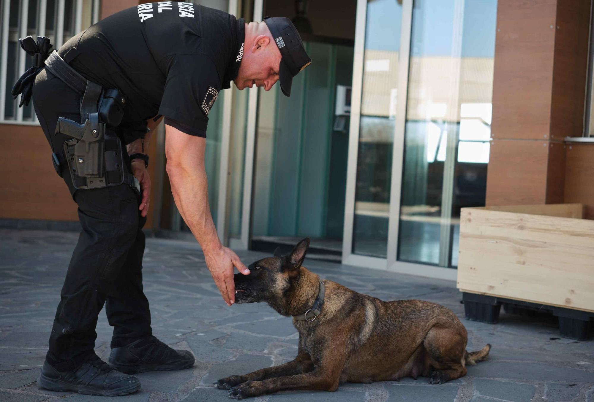 Estos son los nuevos cachorros de la Unidad Canina de la Policía Local de Santa Cruz