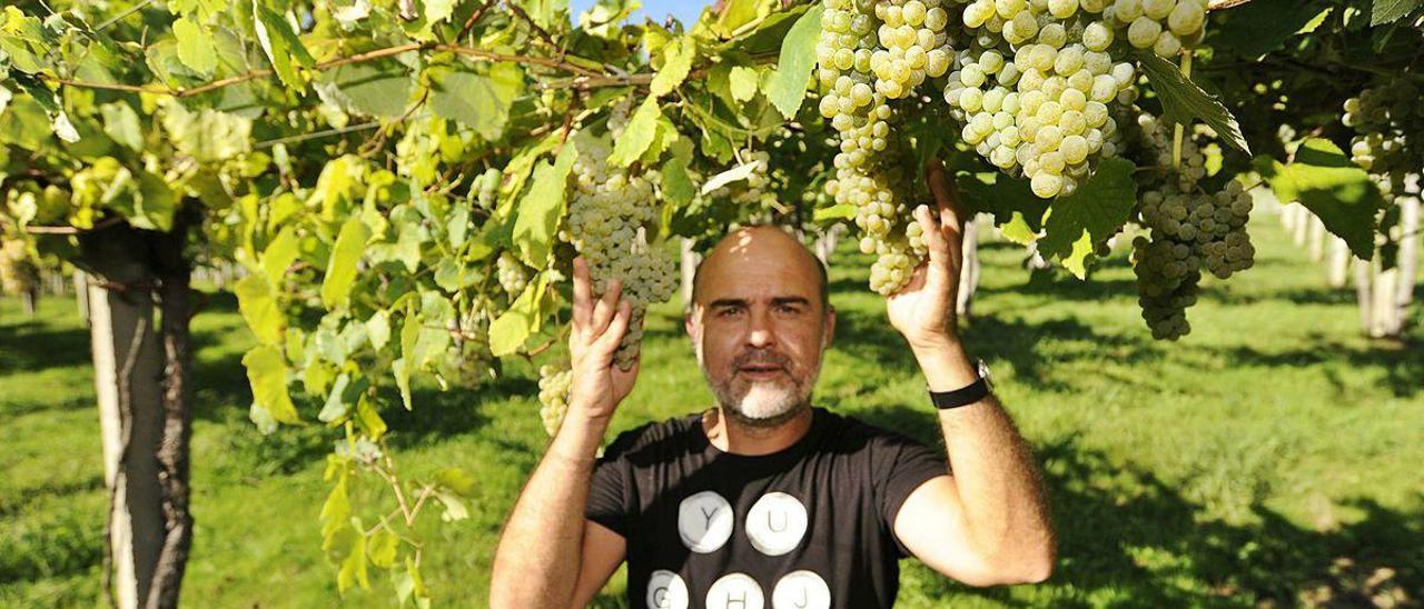 Vides con uvas, ayer, que se recogerán para una bodega de esta subzona.