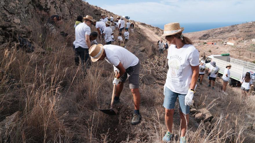 Un momento de la jornada de plantación celebrada ayer en Alajeró. | | E.D.