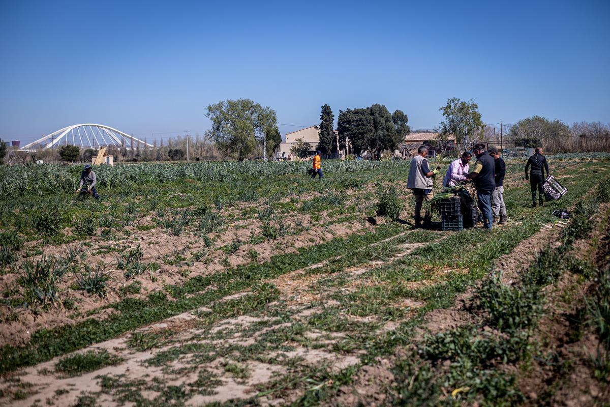 Agricultores recogen calçots en unos terrenos que sufren la sequía.