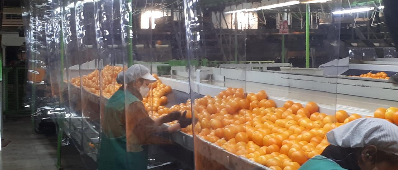 Trabajadoras en un almacén de naranjas