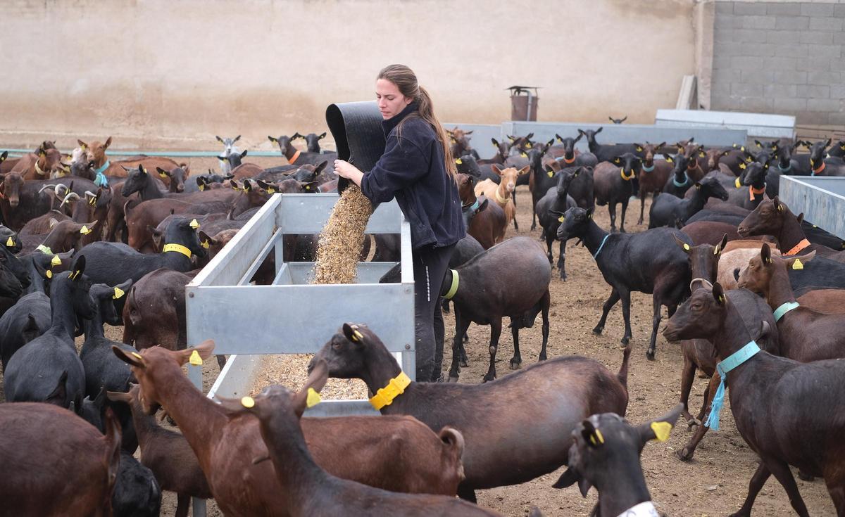 Una explotación de cabras en el municipio de Elda.