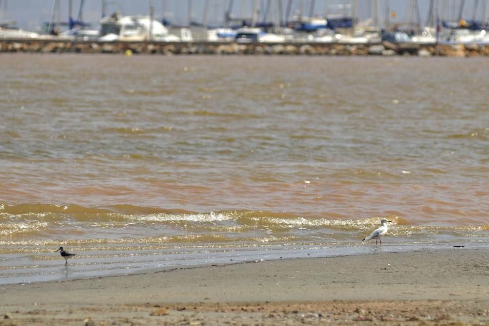 Lunes de limpieza en Los Alcázares y Los Urrutias