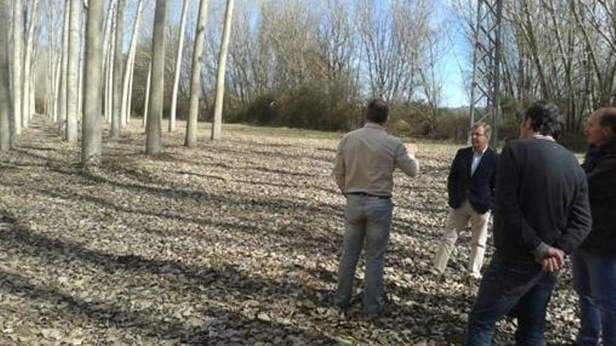 El director de Iprocor visita un vivero de producción de chopos para biomasa en Losar