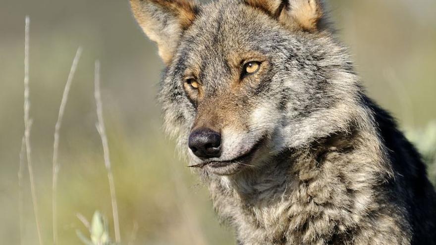 La captura de lobos, la alternativa de Asturias si prospera la protección total de la especie