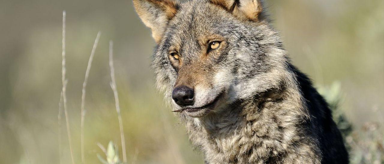 La captura de lobos, la alternativa de Asturias si prospera la protección total de la especie