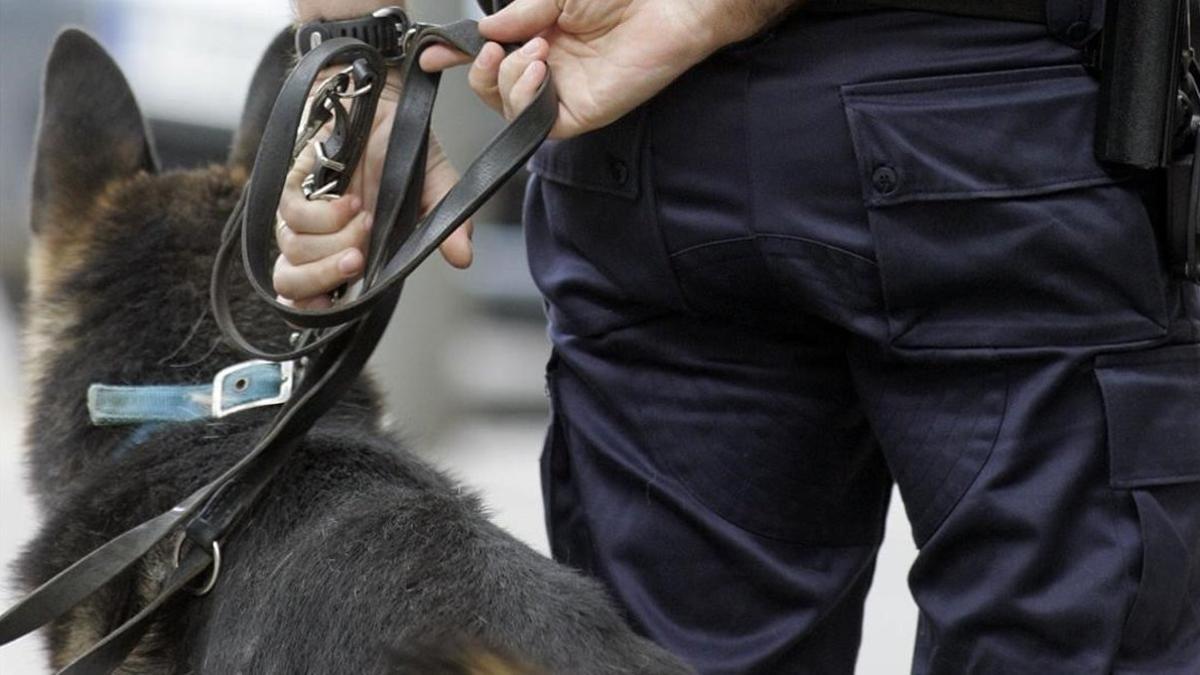 Un perro policía en una foto de archivo.