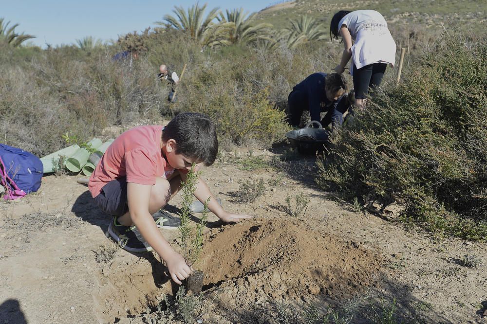 Reforestación en el Clot de Galvany, en imágenes