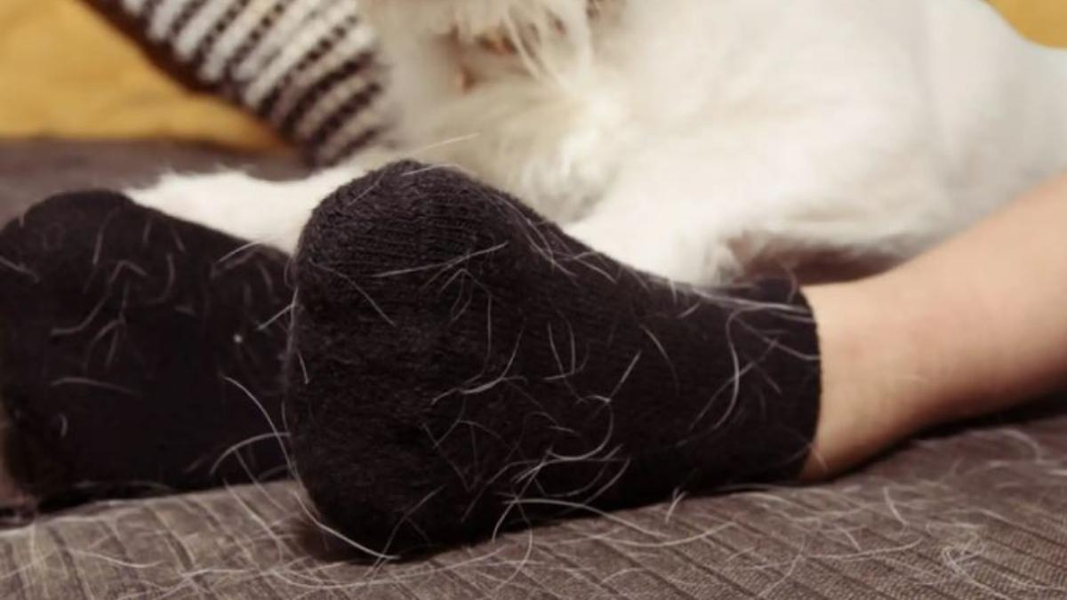 Este es el truco para eliminar los pelos que deja tu mascota en tu ropa: directo a la lavadora