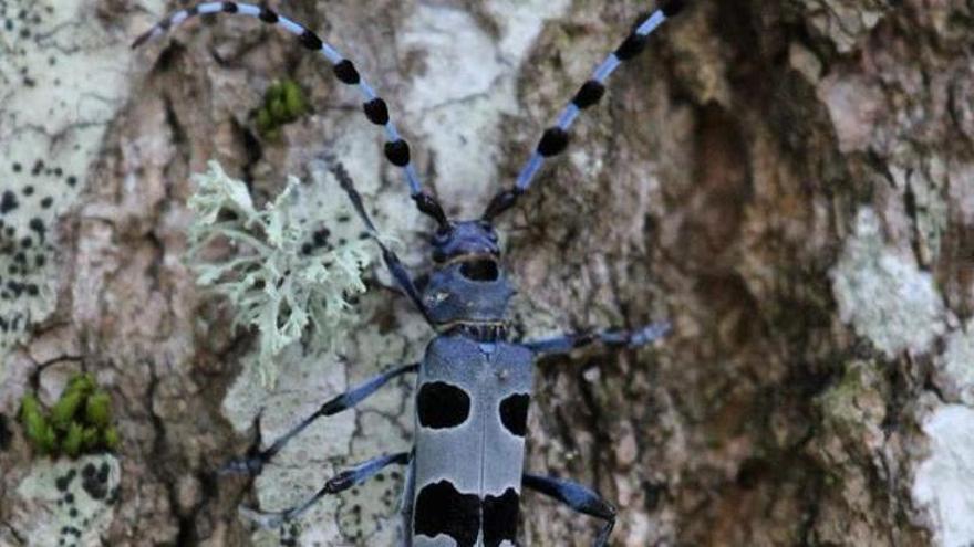 La &quot;otra&quot; Rosalía expulsa de su casa a las torres de la línea Lada-Velilla