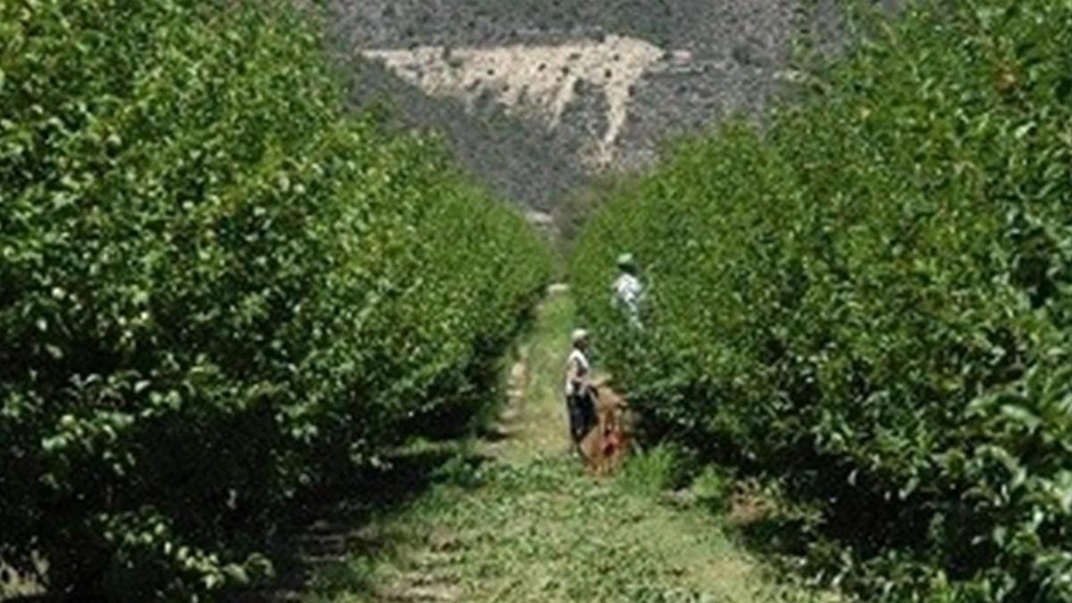 Recogida de la fruta en Lleida.