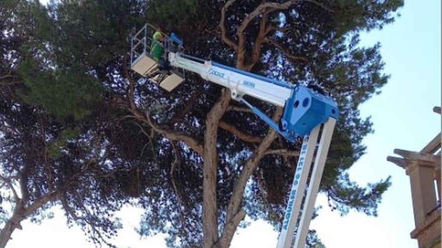 Un operario retira los nidos de cotorra argentina en un árbol de Foios.