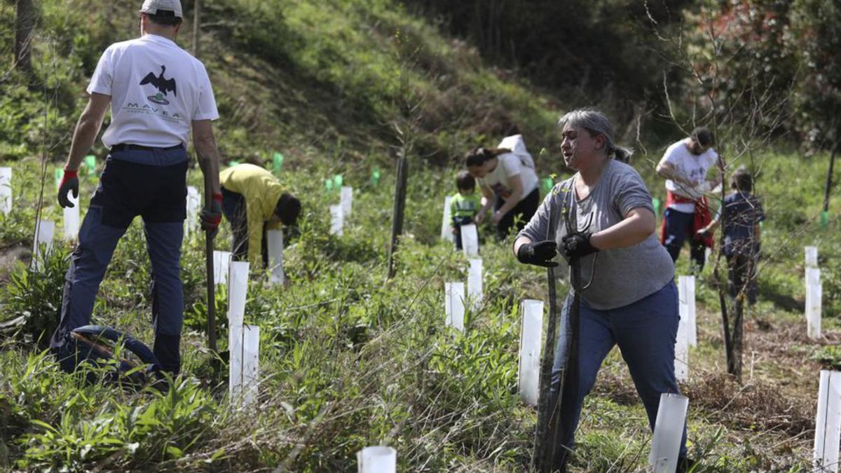 El Día del árbol, entre Zeluán y Sollovio | RICARDO SOLÍS