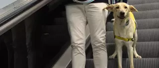 De can de palleiro a perro guía