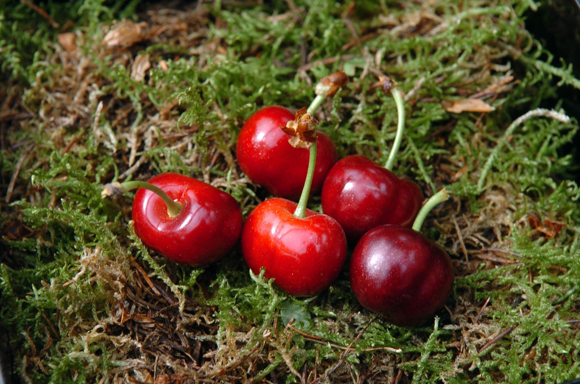 Recogida de cerezas.