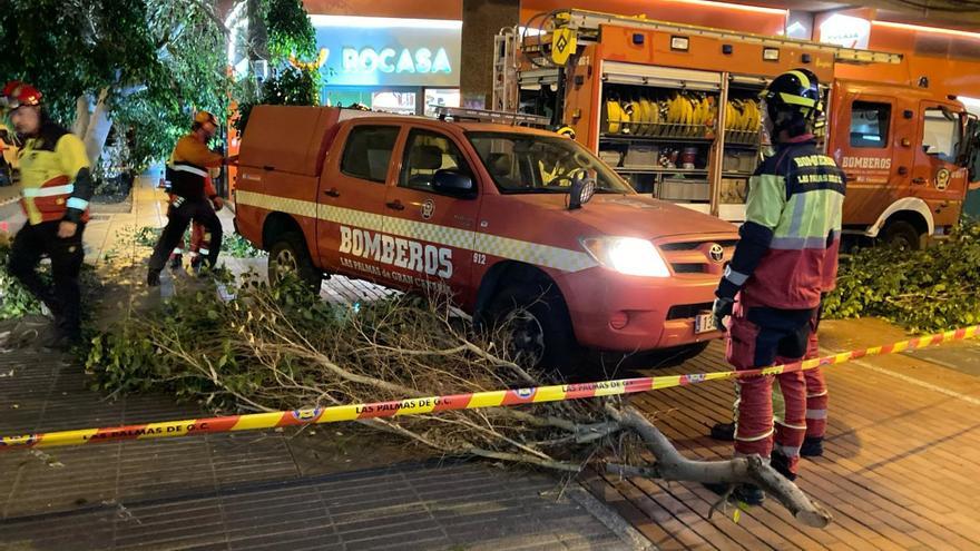 Cae un árbol en la calle San Bernardo