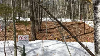Menos nieve hace que los árboles capturen menos CO2, según un estudio