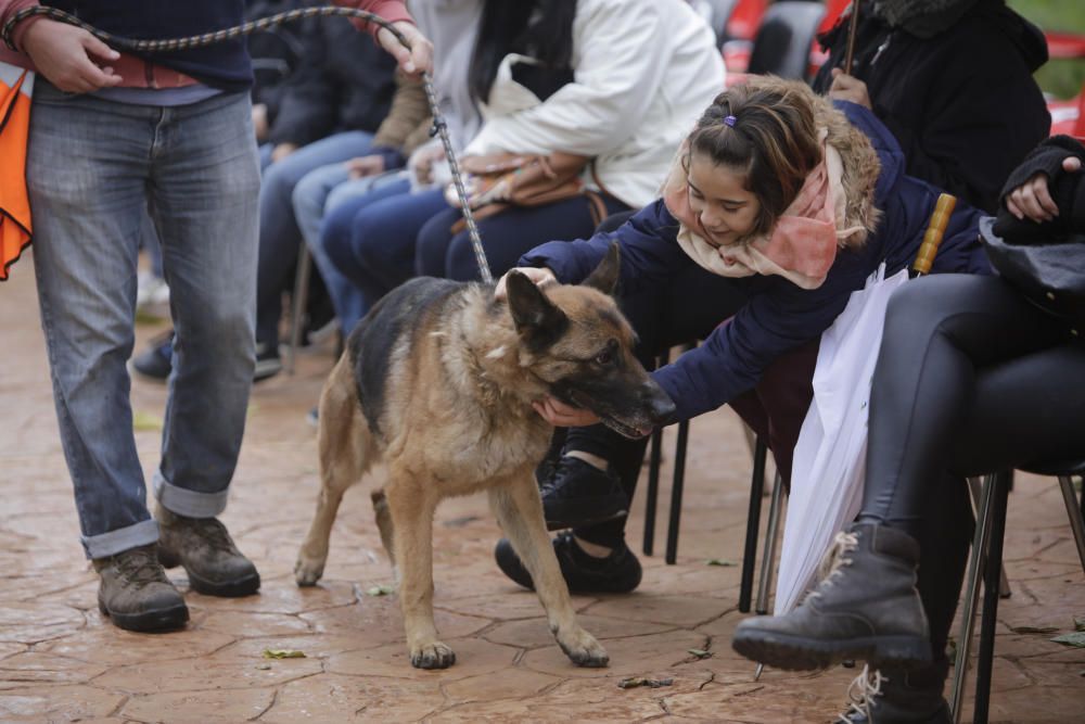 Wer rettet einen Hund aus Son Reus vor dem Tod?