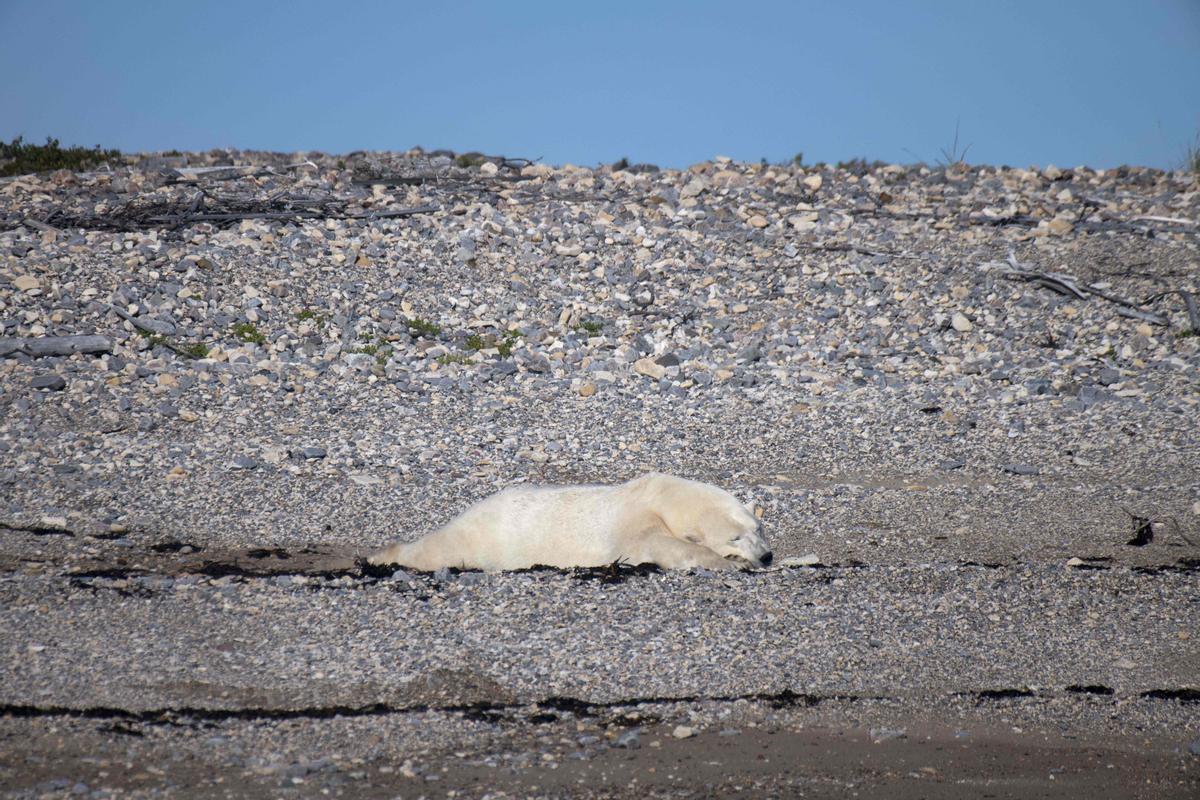 Así viven los osos polares en Hudson Bay, cerca de Churchill (Canadá).