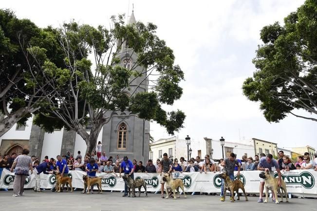 Celebración del I Certamen Nacional de perro ...