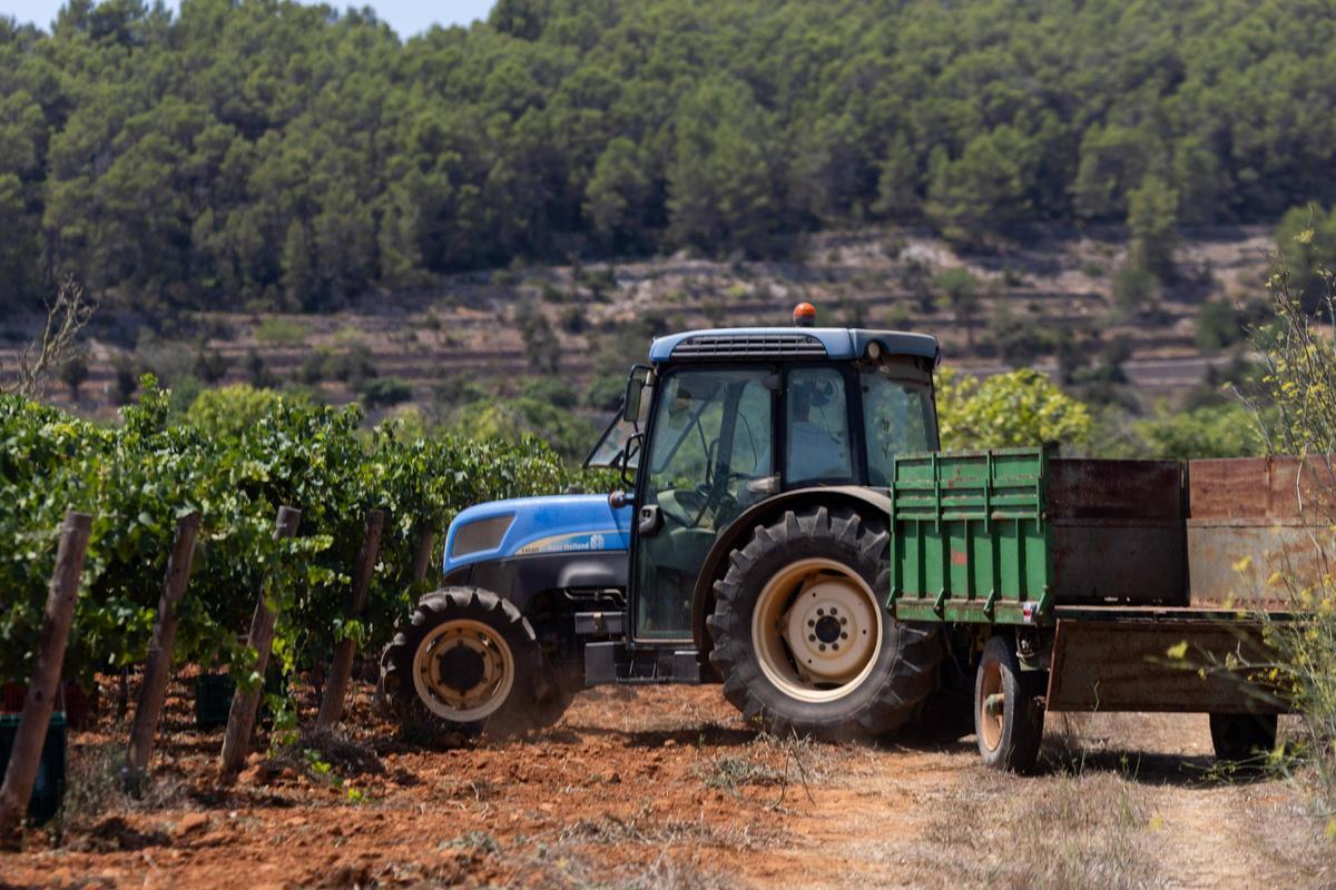 El vino de Ibiza está de enhorabuena esta añada: hasta 80.000 botellas en algunas bodegas