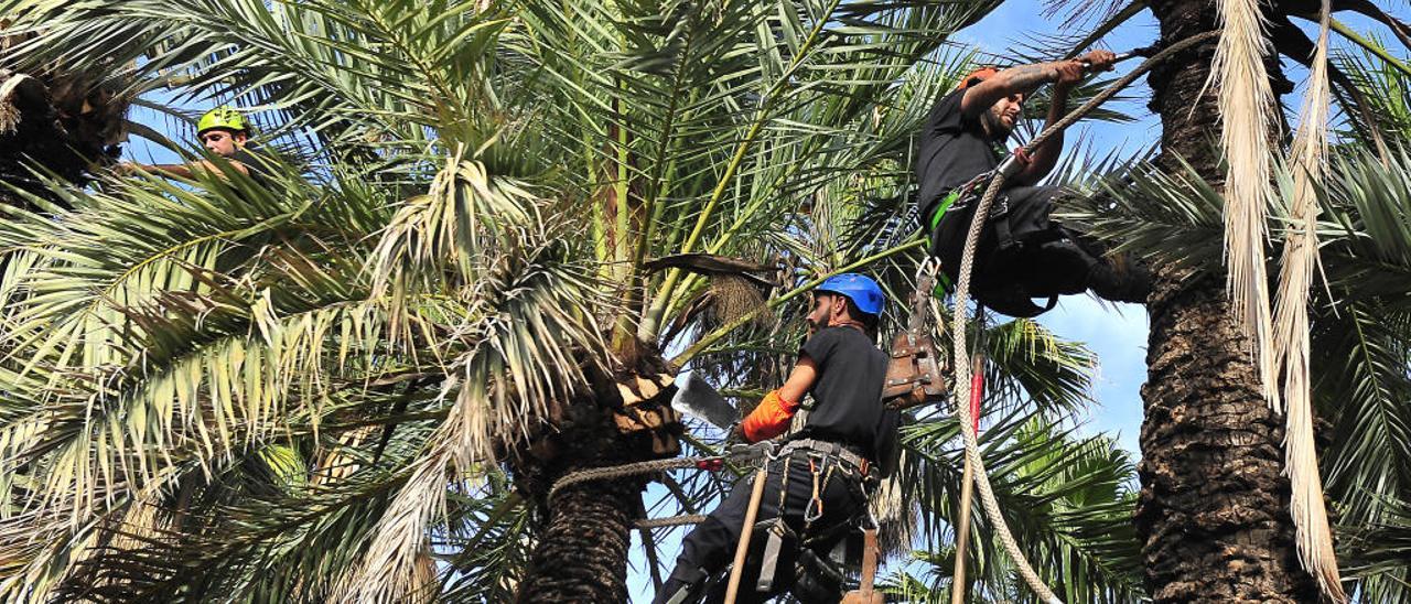 Una imagen de poda de palmeras en el Parque Municipal de Elche el pasado noviembre. | ANTONIO AMORÓS