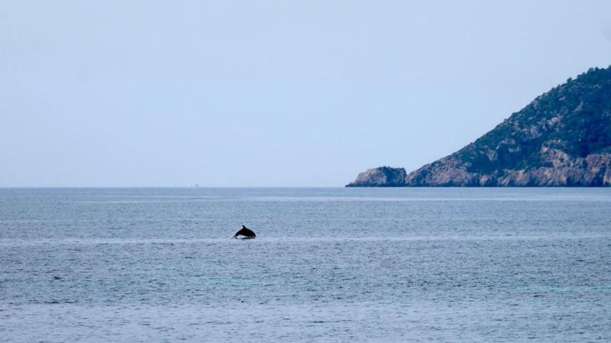 Juegos de delfines en s’Argamassa