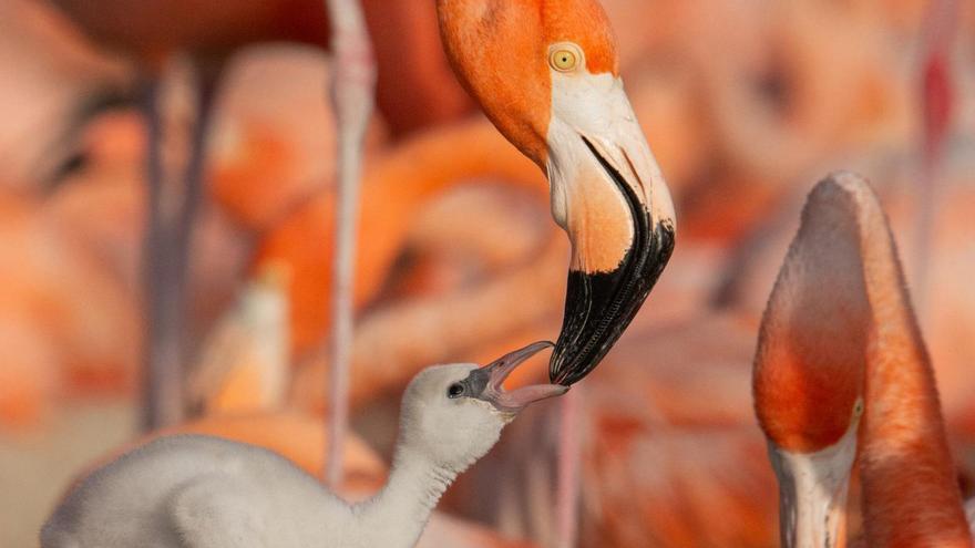 Un flamenc alimentant a la seva cria