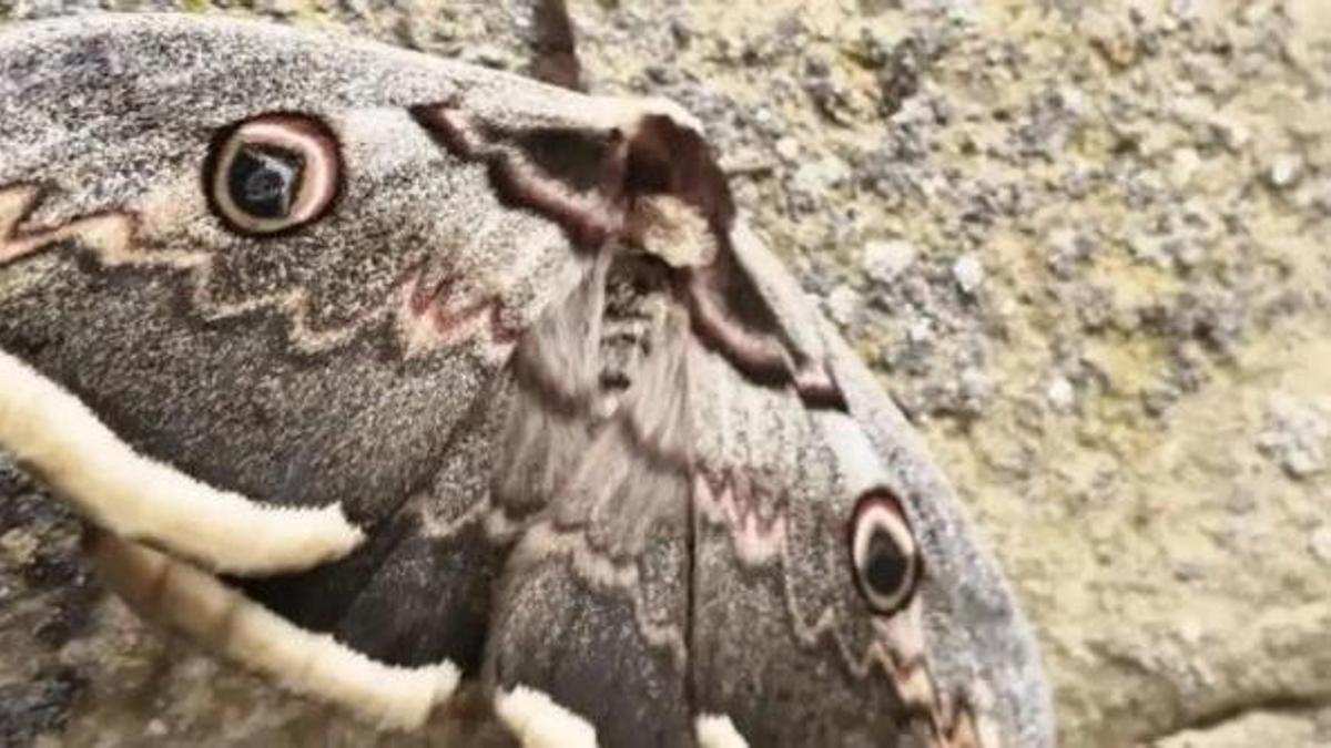 Una papallona noctuna present al Solsonès