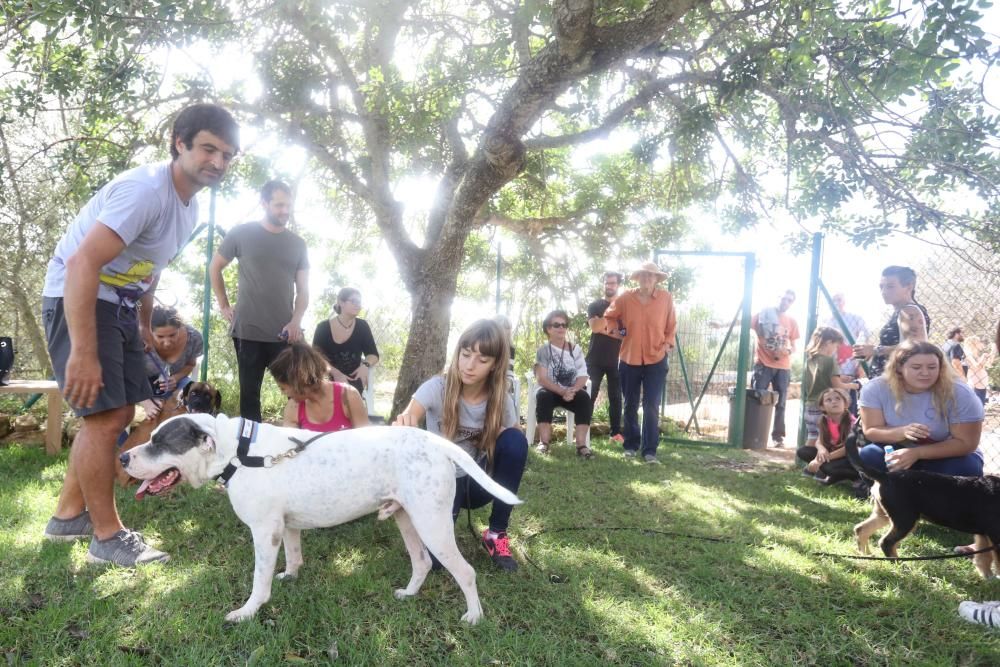La fundación ha enviado mil perros de Ibiza a Suiza desde 2012