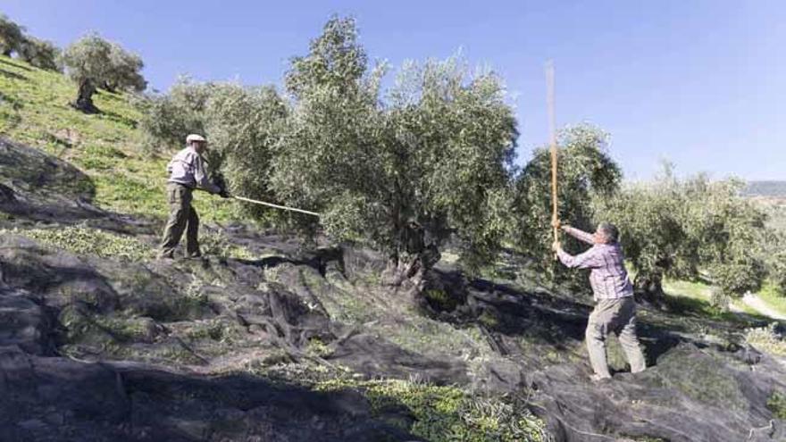 Dos jornaleros realizan tareas de verdeo en un olivar de Málaga.