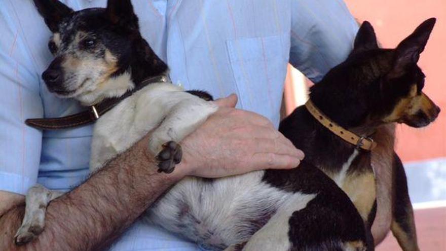 Animales frescos y bien alimentados ante el calor del verano