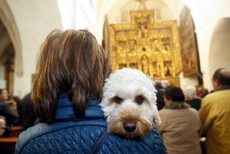 Celebración de San Antón, bendición de los animales