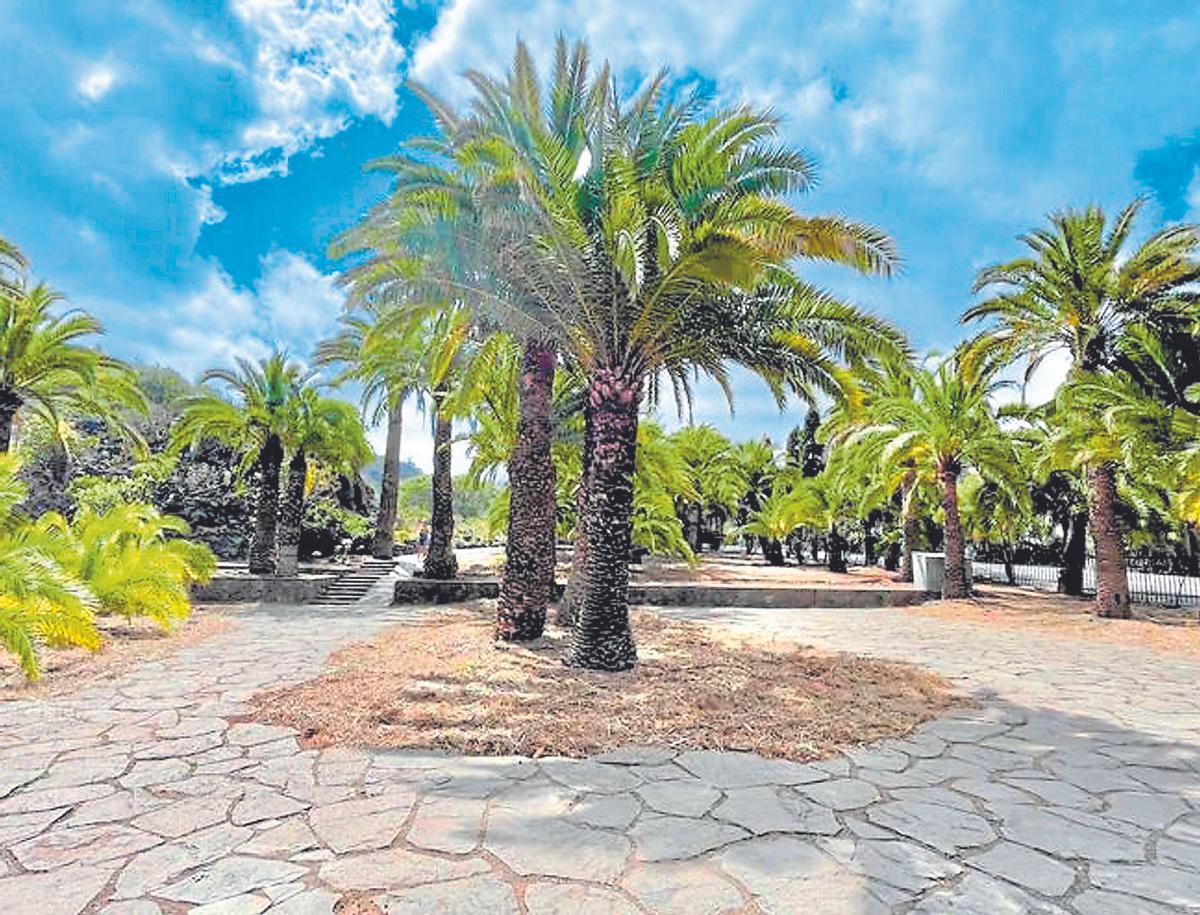 Grupos de palmeras en una finca canaria.