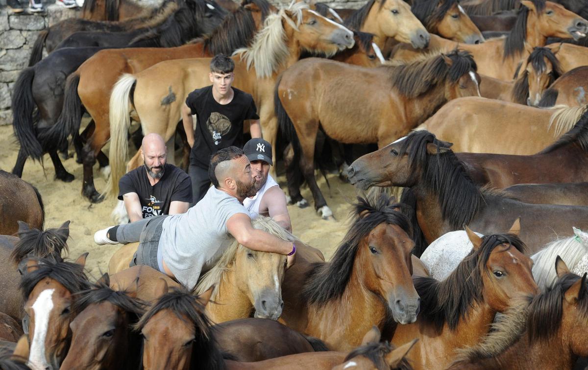 Pistoletazo de salida a la Rapa de Sabucedo 2024
