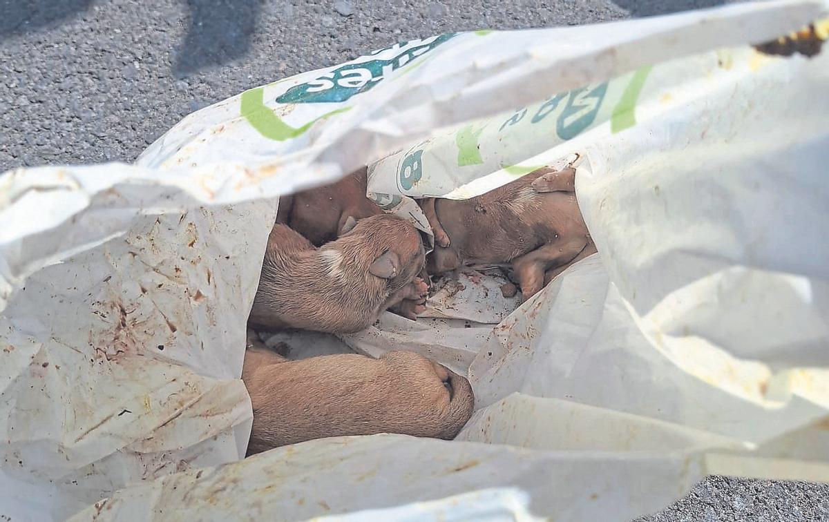 Varios de los canes bebes estaban muertos.