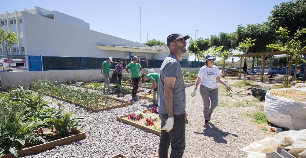 Hort interdisciplinari a l'IES Maltide Salvador de Castelló