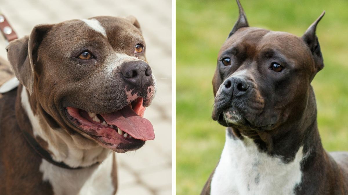 American staffordshire terrier y american pit bull terrier son las razas más abundantes en las comarcas.