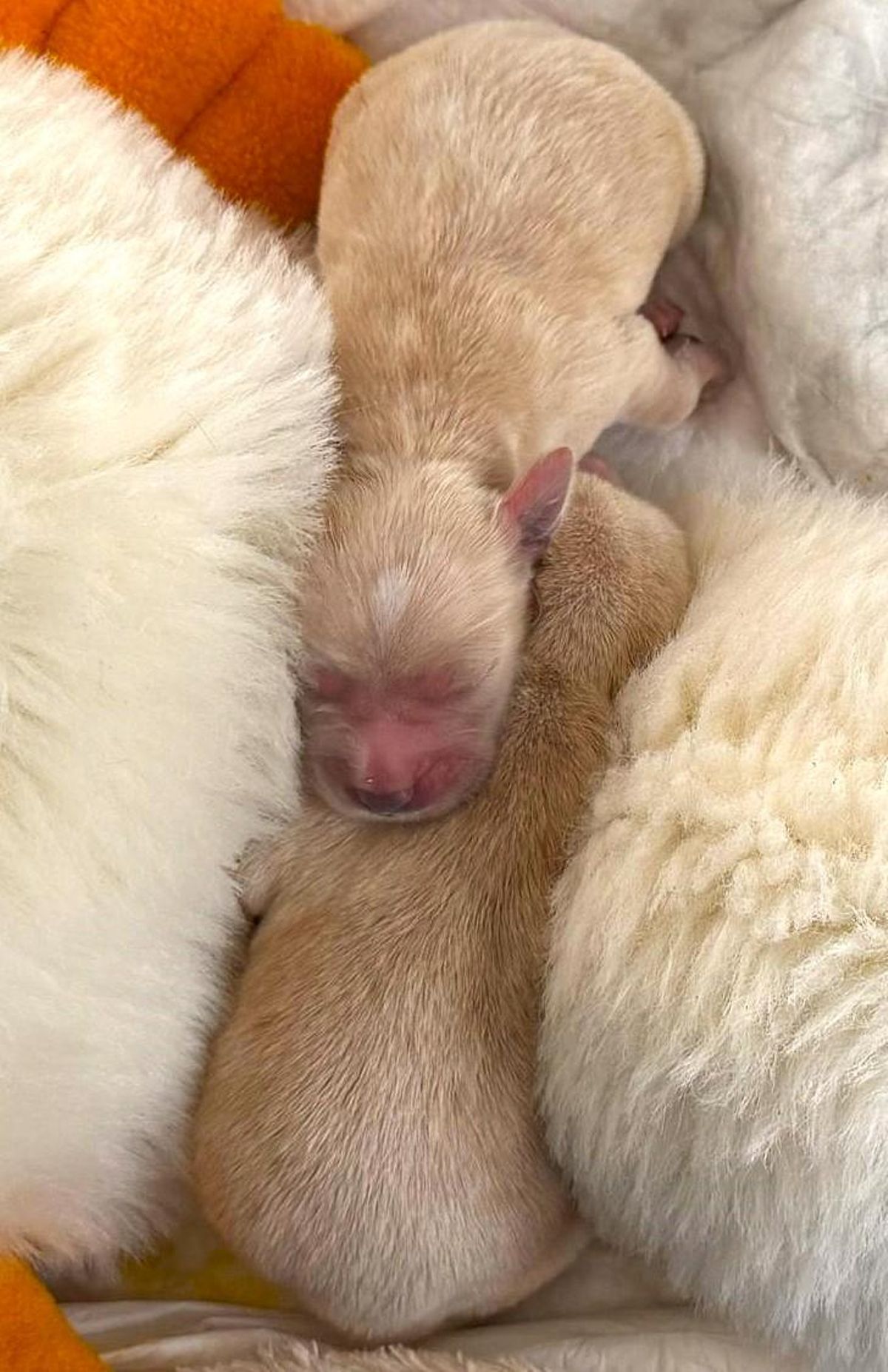 Dos de los cachorros hallados, en casa de una de las cuidadores del equipo de Os Palleiros.