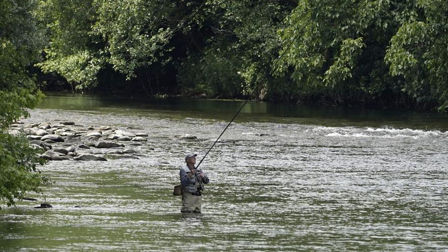 Un pescador de salmón, en el río Narcea, a la altura de Cornellana, la pasada primavera. |