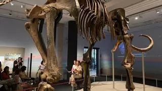 El esqueleto de un mamut asombra en la nueva exposición de CaixaForum Palma