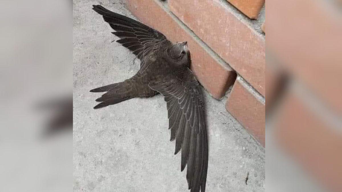 Si una golondrina, un vencejo o un avión común está en el suelo y no despega, nunca la lances a volar: podría estar herida.