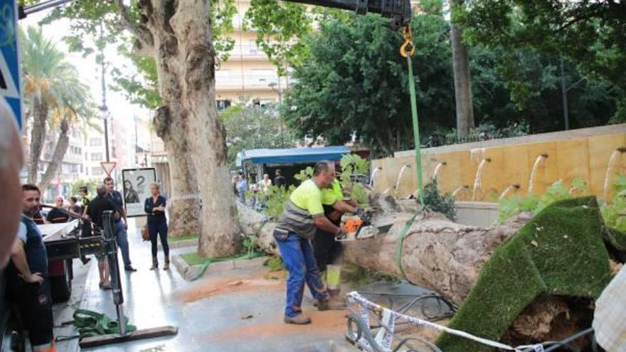 Un árbol centenario se desploma sin causar heridos en Orihuela