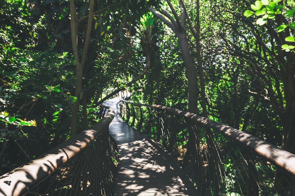 Kirstenbosch, Sudáfrica