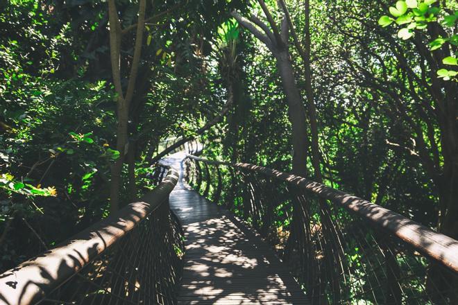 Kirstenbosch, Sudáfrica