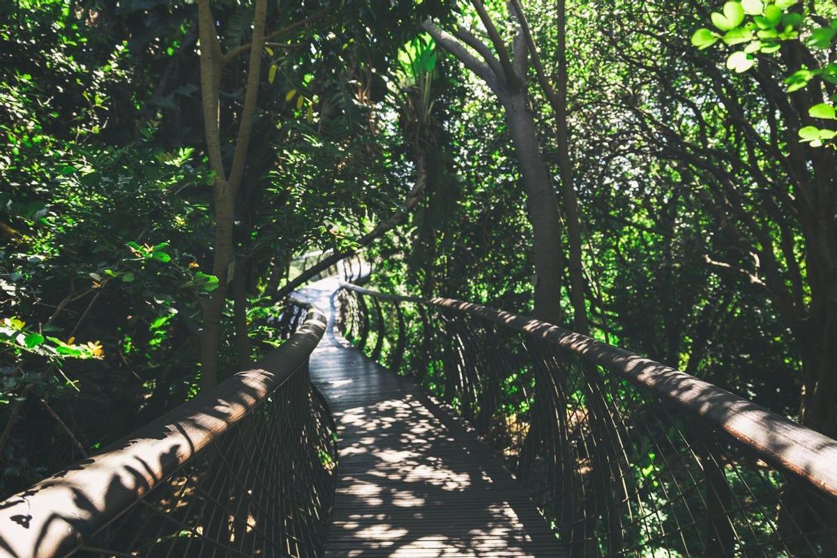 Kirstenbosch, Sudáfrica