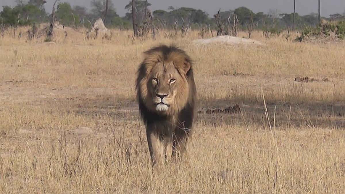 Cecil estava considerat el lleó més cobejat de Sud-àfrica. 