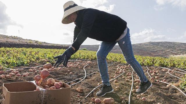 Recogida de papas de la Asociación de Agricultores Montaña de Los Valles.