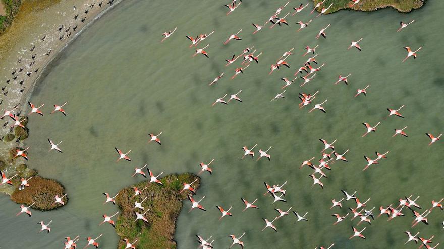 Bald nicht mehr zu sehen? Flamingos fliegen über eine Bucht im Naturschutzgebiet Doñana.